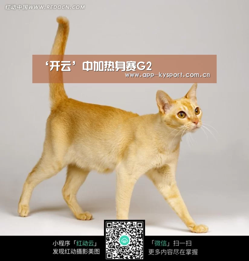 开云集团